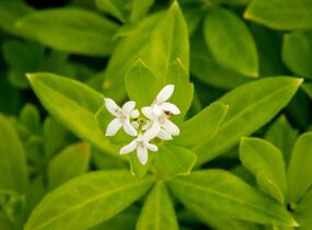 Svízel vonný 'Sterntaler' - Galium odoratum 'Sterntaler'