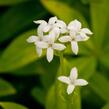 Svízel vonný 'Sterntaler' - Galium odoratum 'Sterntaler'