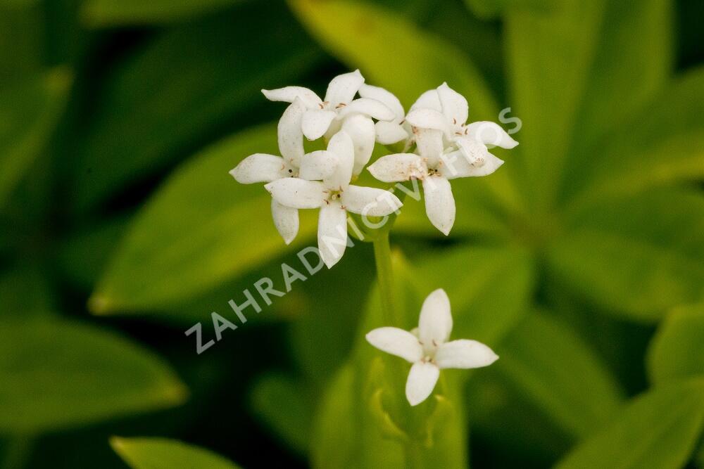 Svízel vonný 'Sterntaler' - Galium odoratum 'Sterntaler'