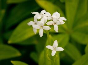 Svízel vonný 'Sterntaler' - Galium odoratum 'Sterntaler'