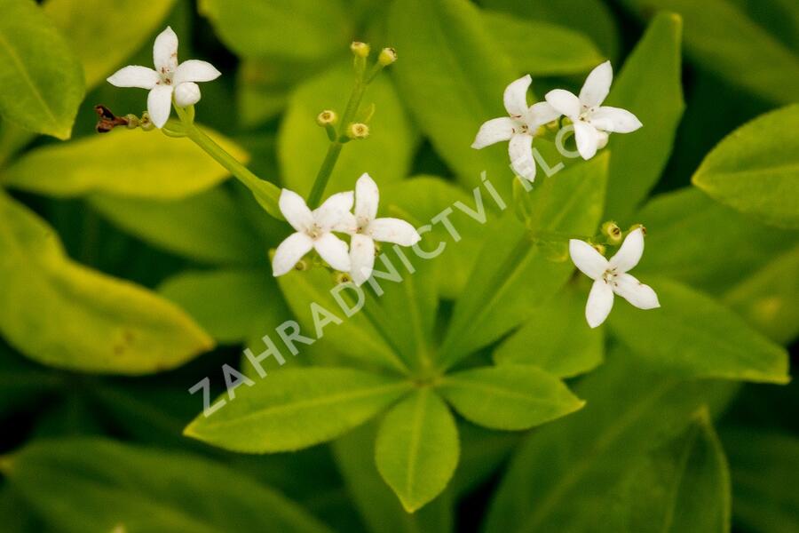 Svízel vonný 'Sterntaler' - Galium odoratum 'Sterntaler'