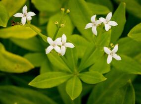 Svízel vonný 'Sterntaler' - Galium odoratum 'Sterntaler'