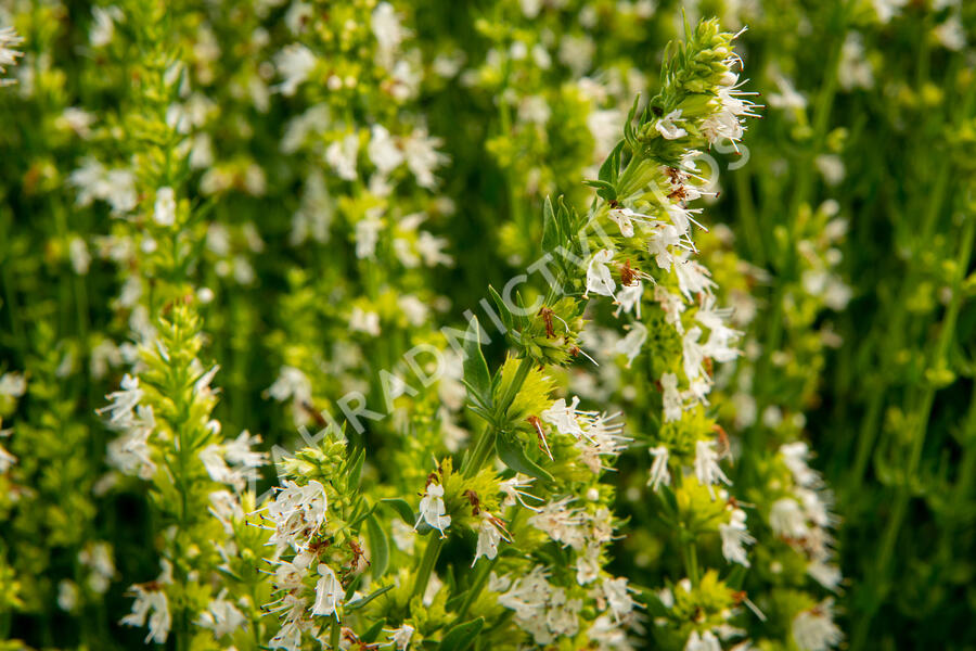 Yzop lékařský 'Weiß' - Hyssopus officinalis 'Weiß'