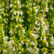 Yzop lékařský 'Weiß' - Hyssopus officinalis 'Weiß'