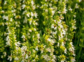 Yzop lékařský 'Weiß' - Hyssopus officinalis 'Weiß'