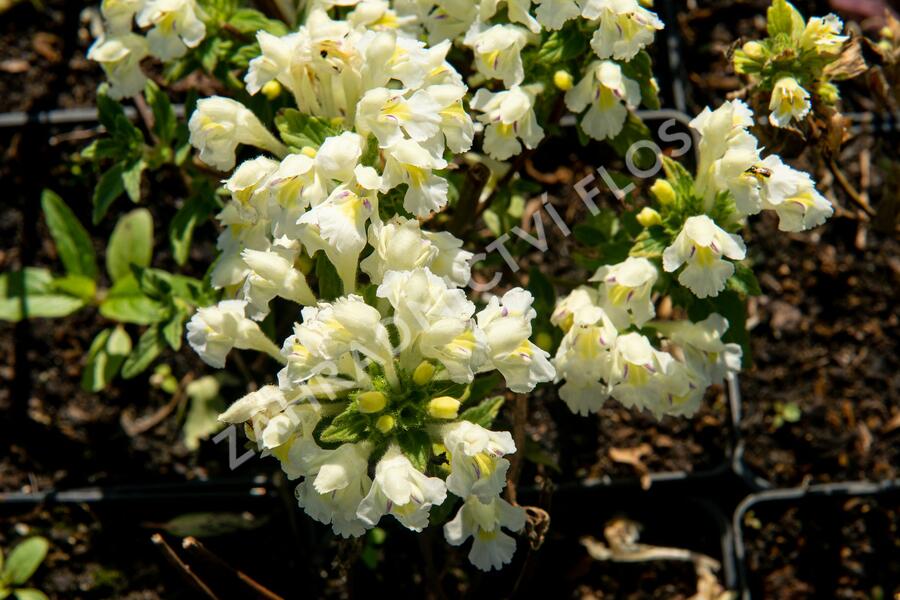 Konopice bledožlutá - Galeopsis segetum