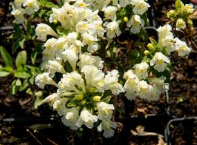 Konopice bledožlutá - Galeopsis segetum
