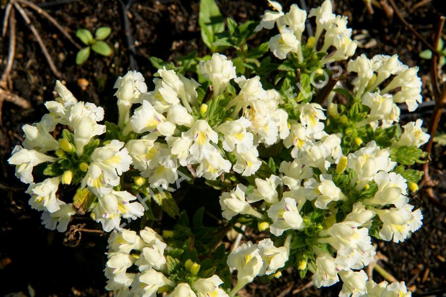 Konopice bledožlutá - Galeopsis segetum
