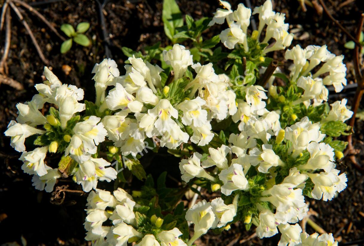 Konopice bledožlutá - Galeopsis segetum