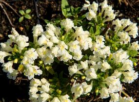 Konopice bledožlutá - Galeopsis segetum