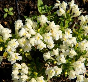 Konopice bledožlutá - Galeopsis segetum
