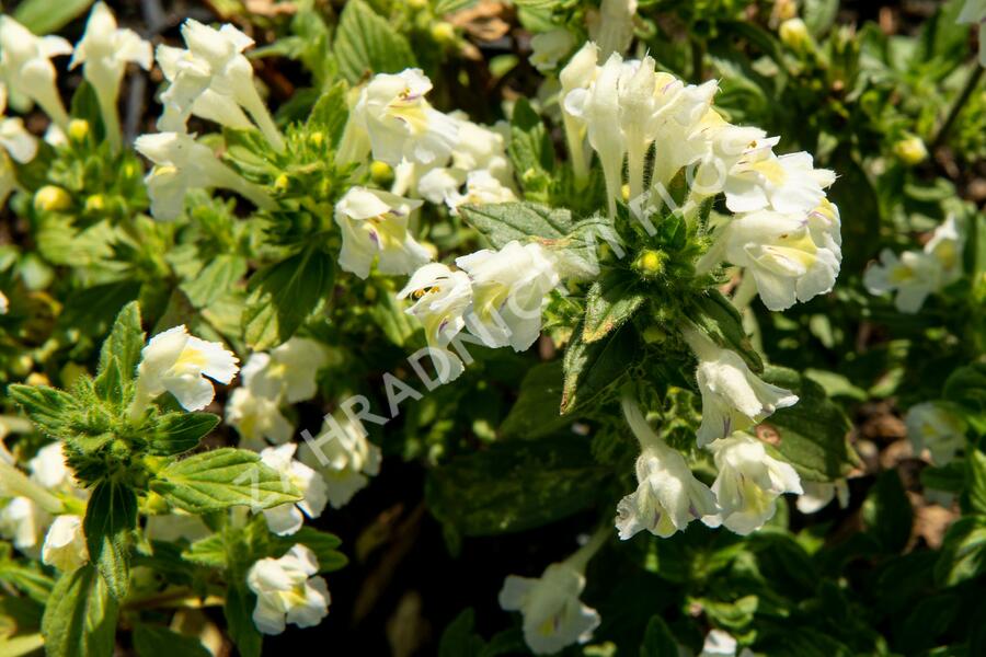 Konopice bledožlutá - Galeopsis segetum