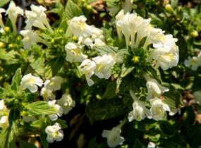 Konopice bledožlutá - Galeopsis segetum