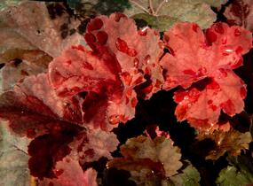 Dlužicha 'Beauty Leaves Ryan' - Heuchera hybrida 'Beauty Leaves Ryan'