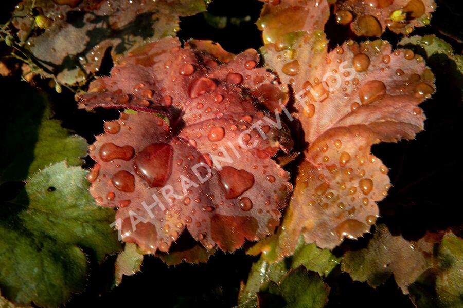 Dlužicha 'Beauty Leaves Ryan' - Heuchera hybrida 'Beauty Leaves Ryan'