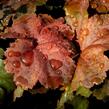 Dlužicha 'Beauty Leaves Ryan' - Heuchera hybrida 'Beauty Leaves Ryan'