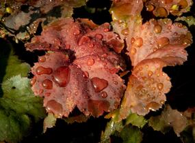 Dlužicha 'Beauty Leaves Ryan' - Heuchera hybrida 'Beauty Leaves Ryan'