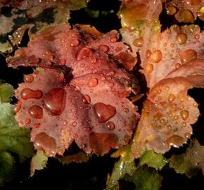 Dlužicha 'Beauty Leaves Ryan' - Heuchera hybrida 'Beauty Leaves Ryan'