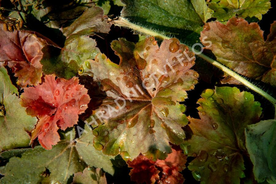 Dlužicha 'Beauty Leaves Ryan' - Heuchera hybrida 'Beauty Leaves Ryan'