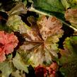 Dlužicha 'Beauty Leaves Ryan' - Heuchera hybrida 'Beauty Leaves Ryan'