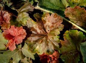 Dlužicha 'Beauty Leaves Ryan' - Heuchera hybrida 'Beauty Leaves Ryan'