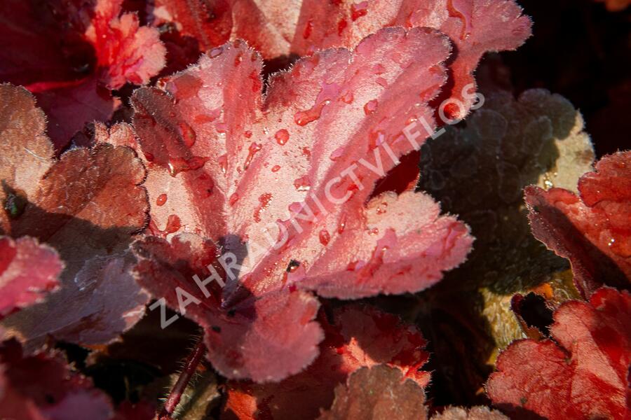 Dlužicha 'Forever Red' - Heuchera hybrida 'Forever Red'