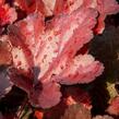 Dlužicha 'Forever Red' - Heuchera hybrida 'Forever Red'