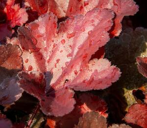 Dlužicha 'Forever Red' - Heuchera hybrida 'Forever Red'