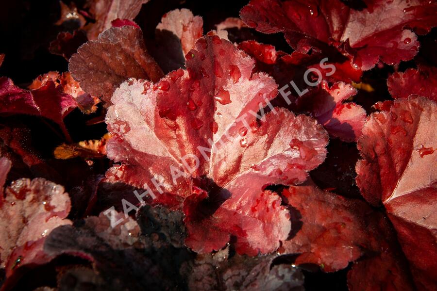 Dlužicha 'Forever Red' - Heuchera hybrida 'Forever Red'