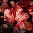 Dlužicha 'Forever Red' - Heuchera hybrida 'Forever Red'