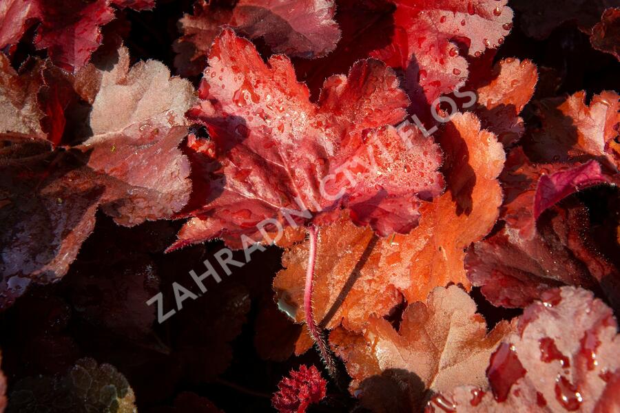 Dlužicha 'Forever Red' - Heuchera hybrida 'Forever Red'