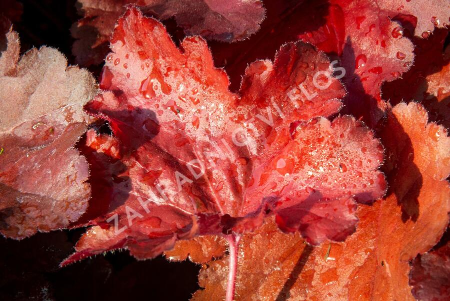 Dlužicha 'Forever Red' - Heuchera hybrida 'Forever Red'