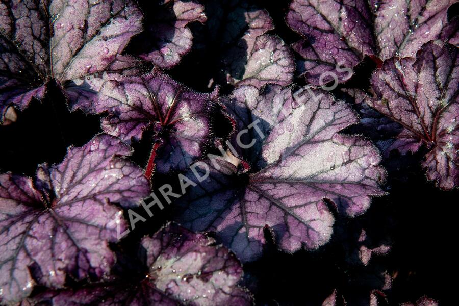 Dlužicha 'Forever Purple' - Heuchera hybrida 'Forever Purple'