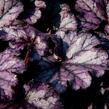 Dlužicha 'Forever Purple' - Heuchera hybrida 'Forever Purple'