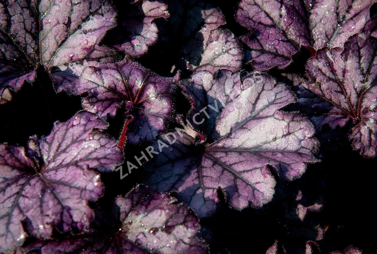 Dlužicha 'Forever Purple' - Heuchera hybrida 'Forever Purple'