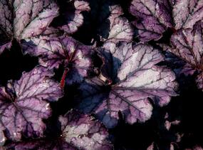 Dlužicha 'Forever Purple' - Heuchera hybrida 'Forever Purple'