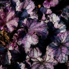 Dlužicha 'Forever Purple' - Heuchera hybrida 'Forever Purple'