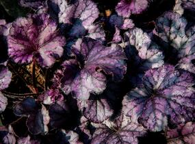 Dlužicha 'Forever Purple' - Heuchera hybrida 'Forever Purple'