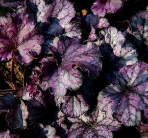 Dlužicha 'Forever Purple' - Heuchera hybrida 'Forever Purple'