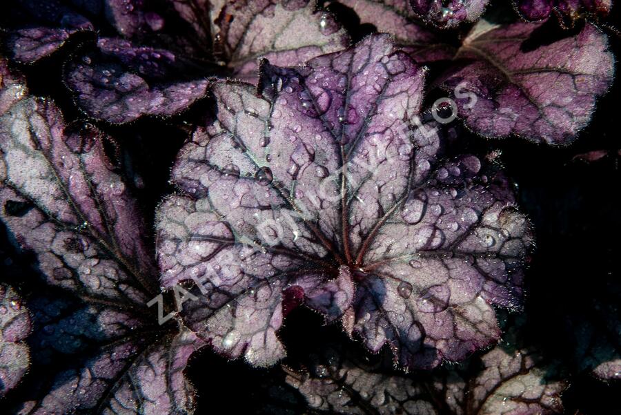 Dlužicha 'Forever Purple' - Heuchera hybrida 'Forever Purple'