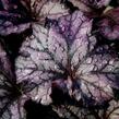 Dlužicha 'Forever Purple' - Heuchera hybrida 'Forever Purple'