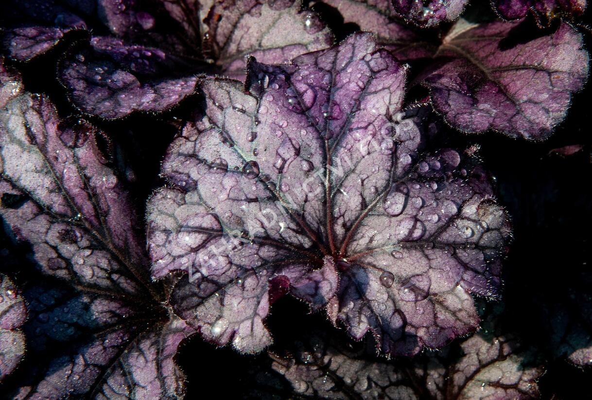 Dlužicha 'Forever Purple' - Heuchera hybrida 'Forever Purple'