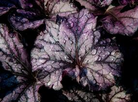 Dlužicha 'Forever Purple' - Heuchera hybrida 'Forever Purple'
