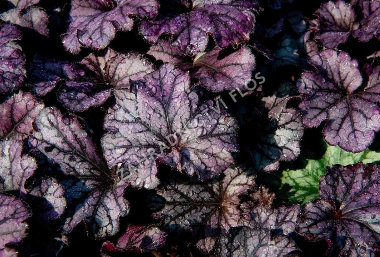 Dlužicha 'Forever Purple' - Heuchera hybrida 'Forever Purple'