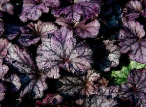Dlužicha 'Forever Purple' - Heuchera hybrida 'Forever Purple'