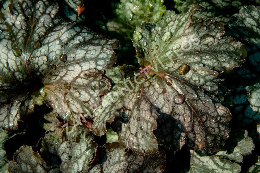 Dlužicha 'Beauty Leaves Liz' - Heuchera hybrida 'Beauty Leaves Liz'