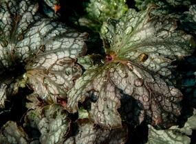 Dlužicha 'Beauty Leaves Liz' - Heuchera hybrida 'Beauty Leaves Liz'