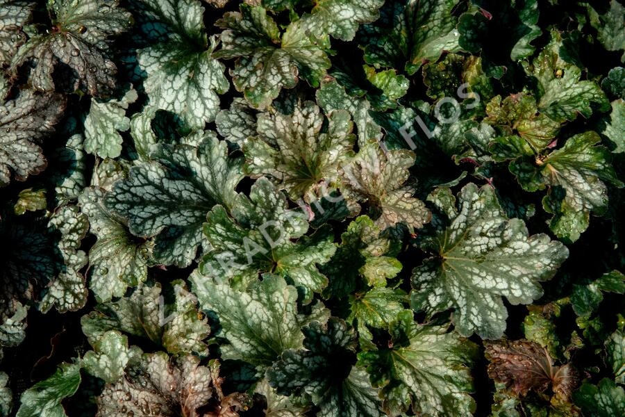 Dlužicha 'Beauty Leaves Liz' - Heuchera hybrida 'Beauty Leaves Liz'