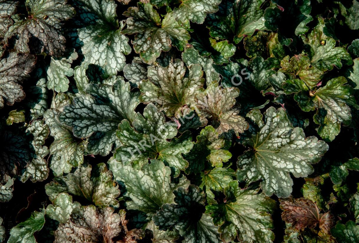 Dlužicha 'Beauty Leaves Liz' - Heuchera hybrida 'Beauty Leaves Liz'