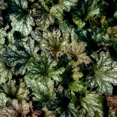Dlužicha 'Beauty Leaves Liz' - Heuchera hybrida 'Beauty Leaves Liz'